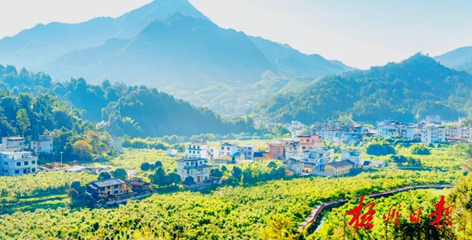 排名全國第13名！“梧州六堡茶”品牌價(jià)值實(shí)現(xiàn)新突破